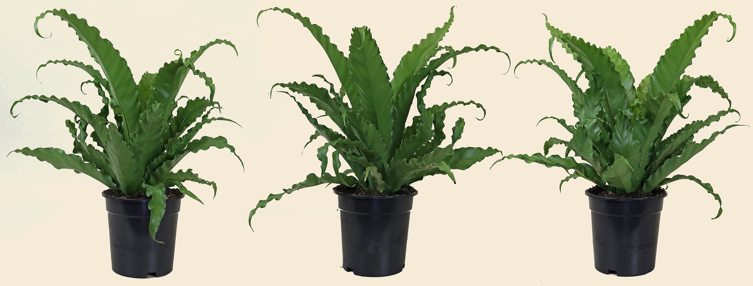 birds nest fern osaka Asplenium nidus 'Osaka'
