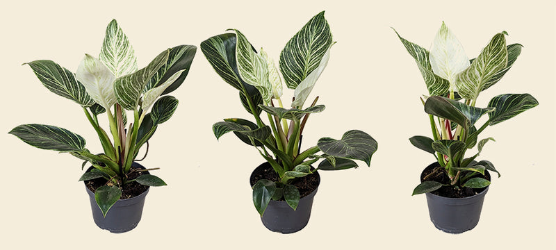 philodendron for sale uk Philodendron Birkin
