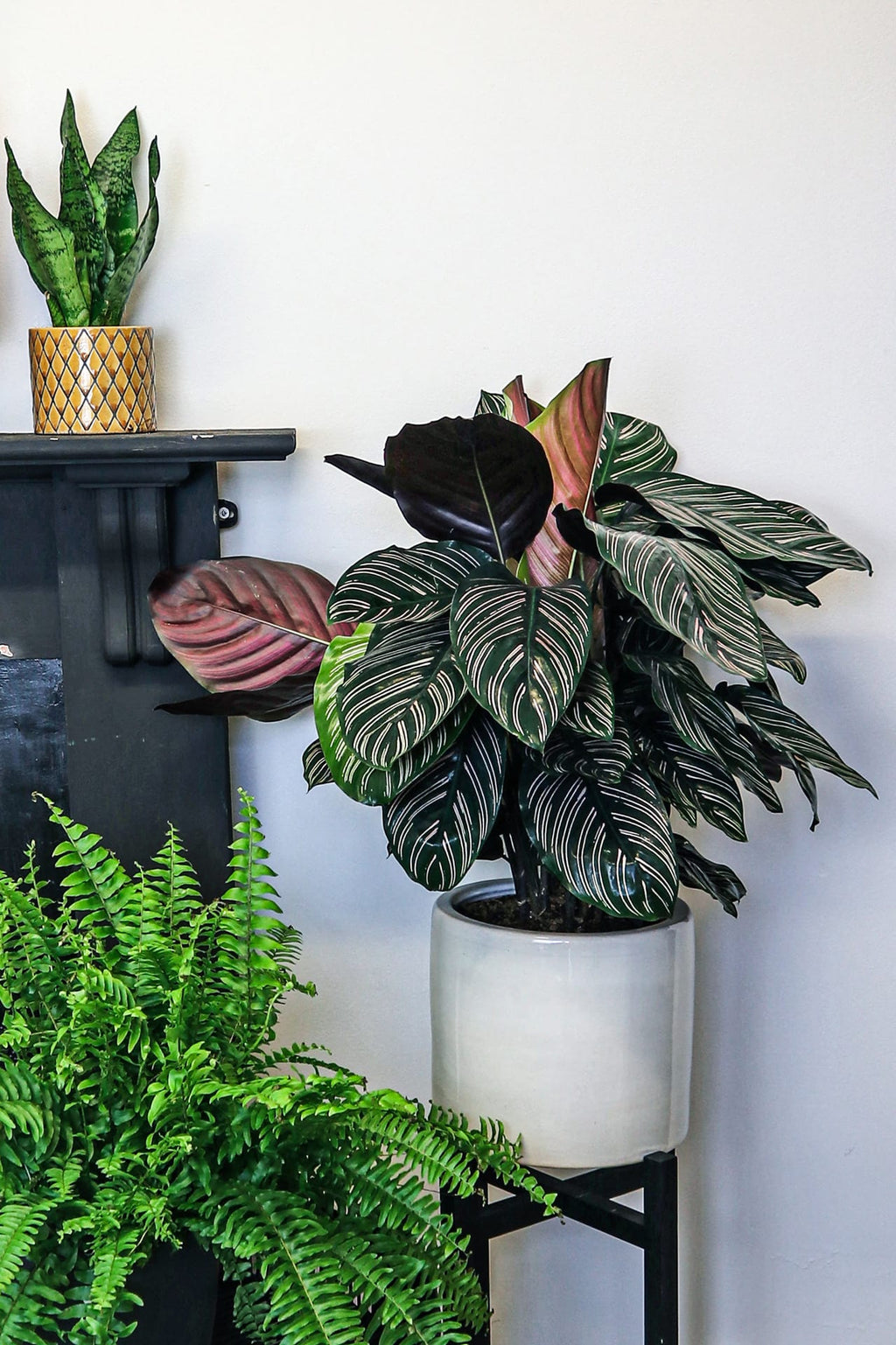 Pinstripe Calathea