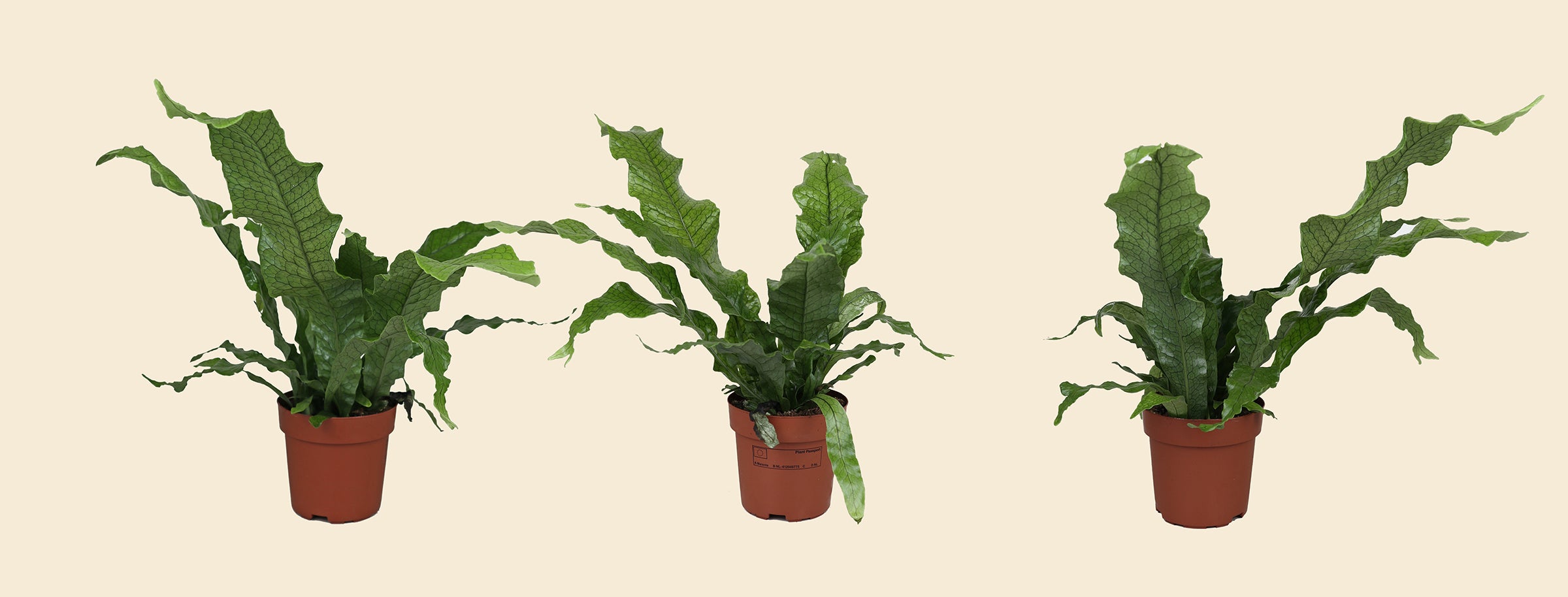 crocodile birds nest fern Crocodile Fern
