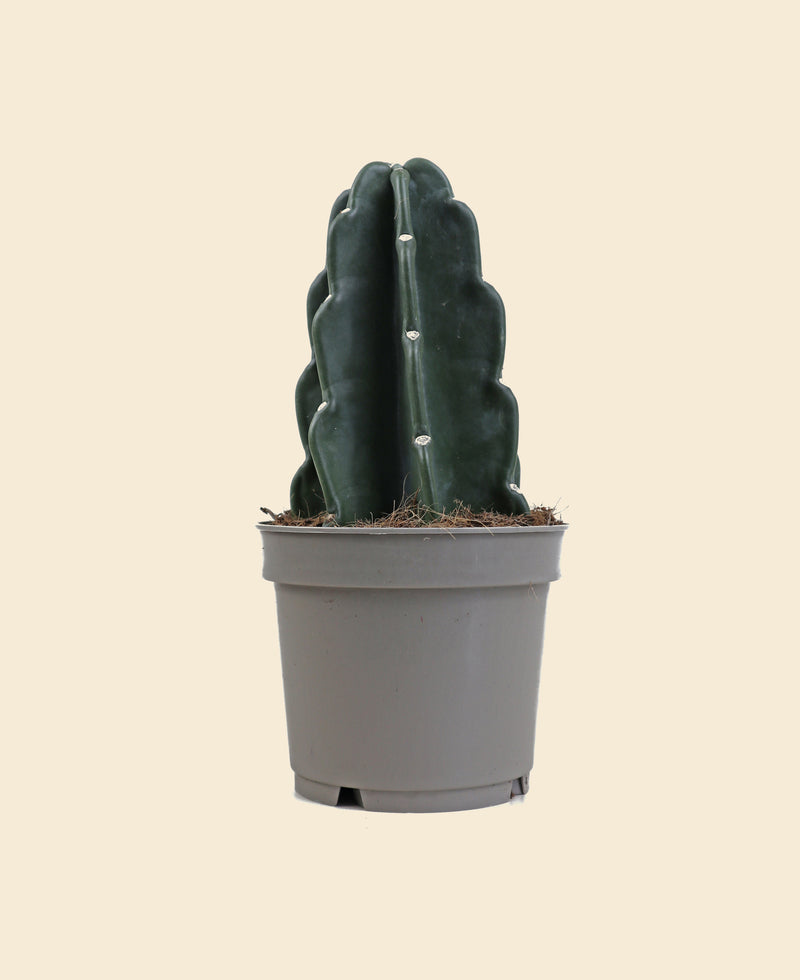 Cuddly Cactus