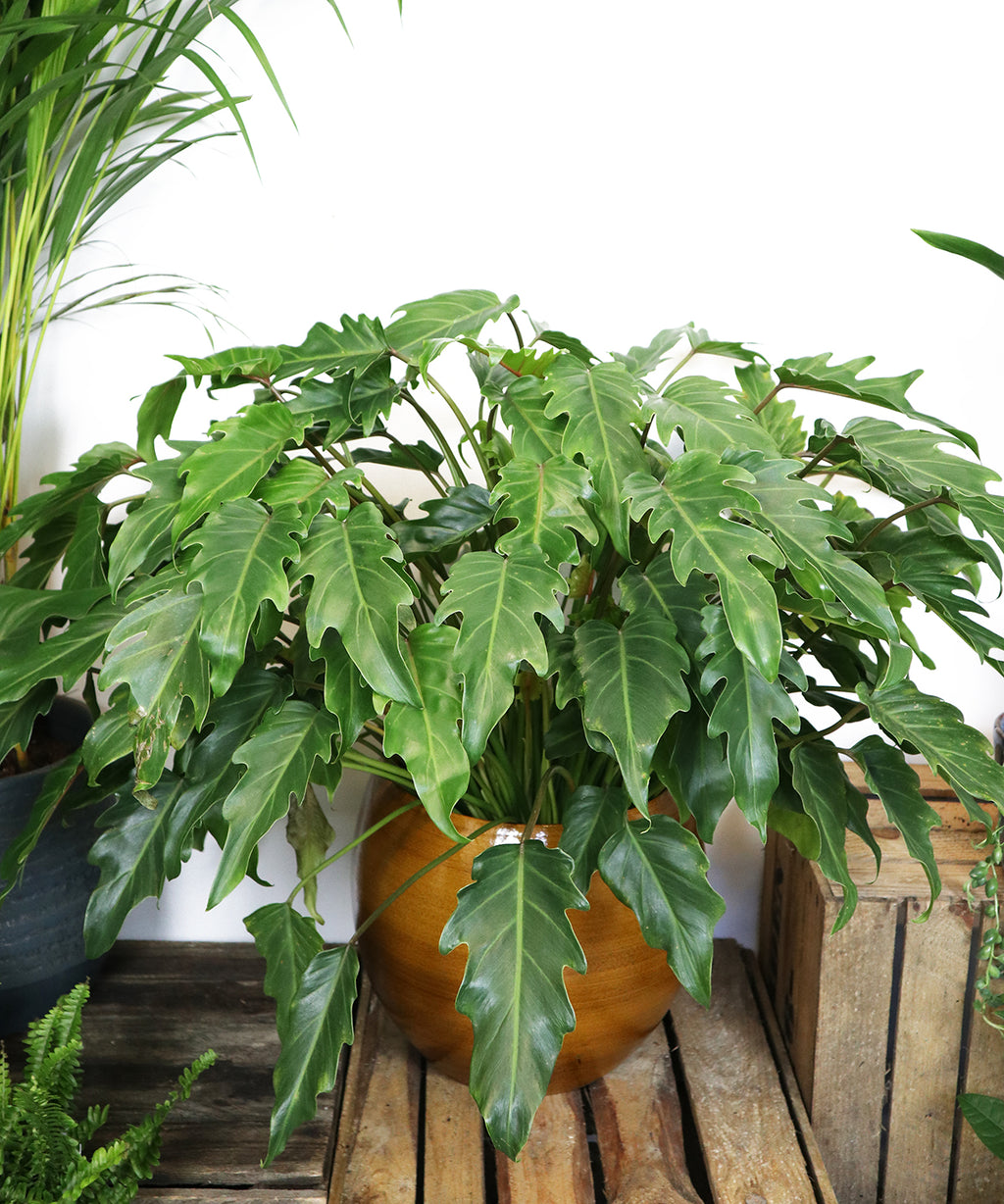 philodendron xanadu uk Philodendron Xanadu
