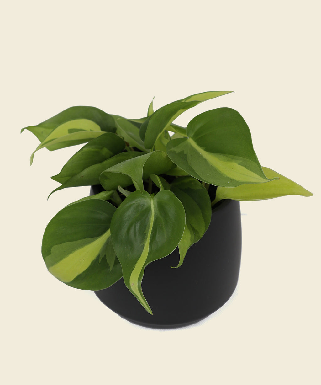 philodendron brasil uk Philodendron Brasil