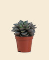 Echeveria