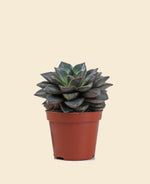 Echeveria