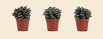Echeveria