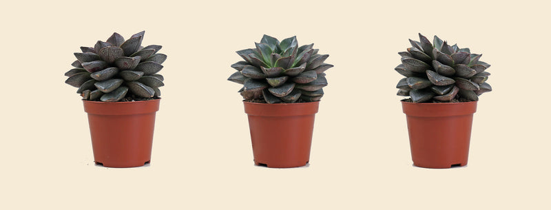 Echeveria
