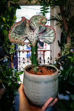 Coral Cactus