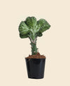 Coral Cactus