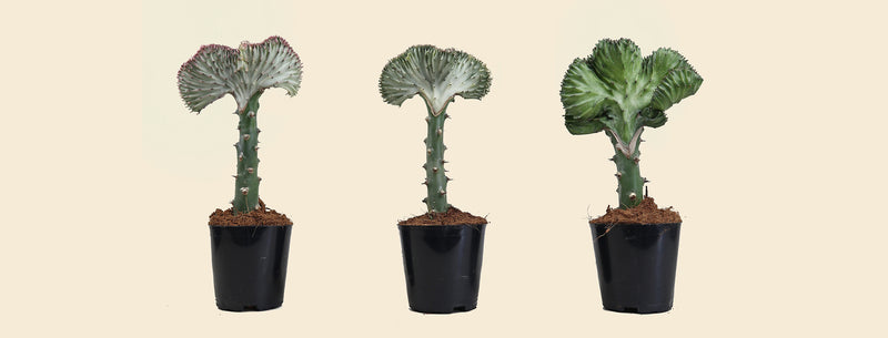 Coral Cactus