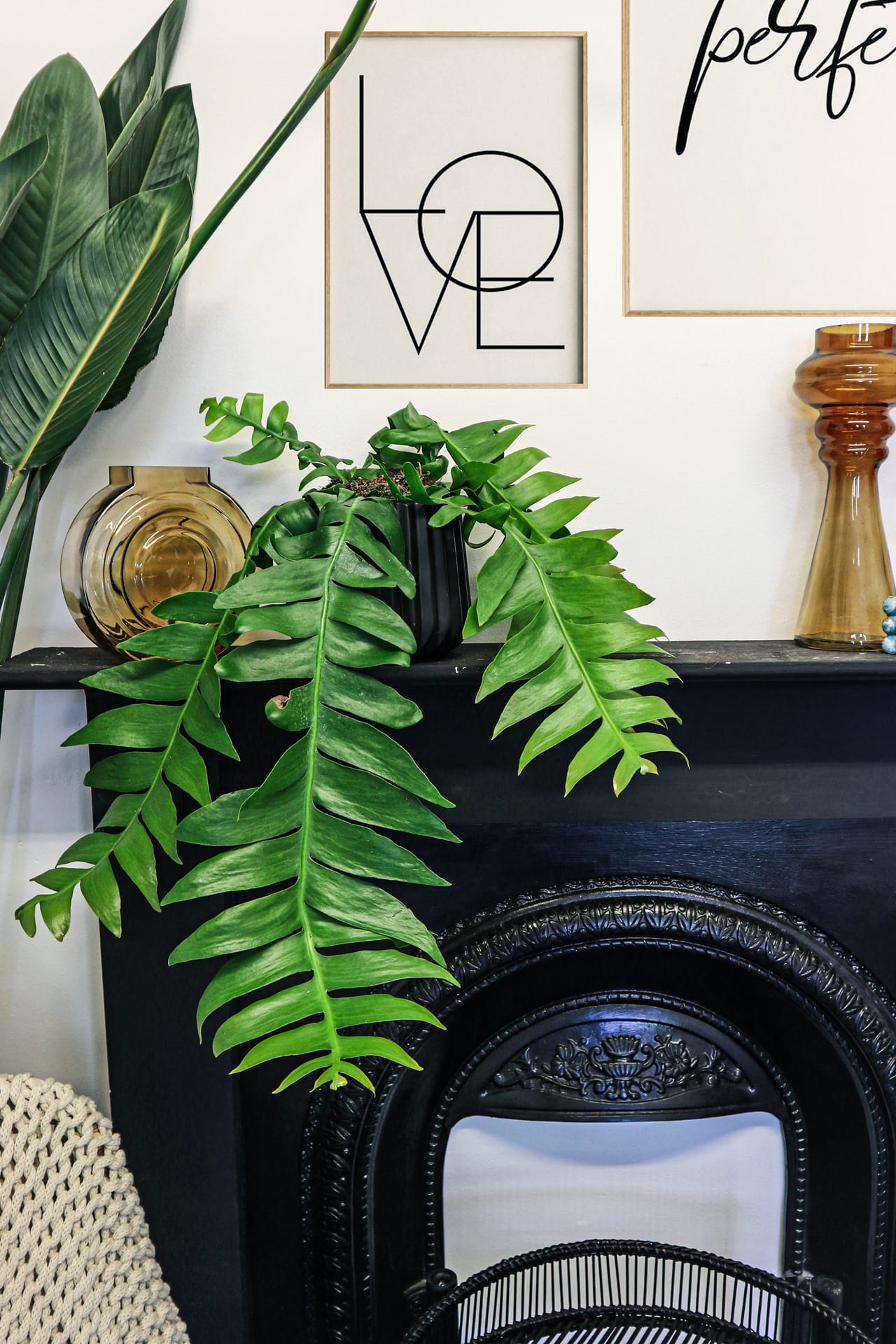 Fern-leaf Cactus