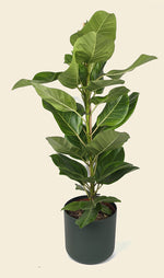 Ficus Altissima