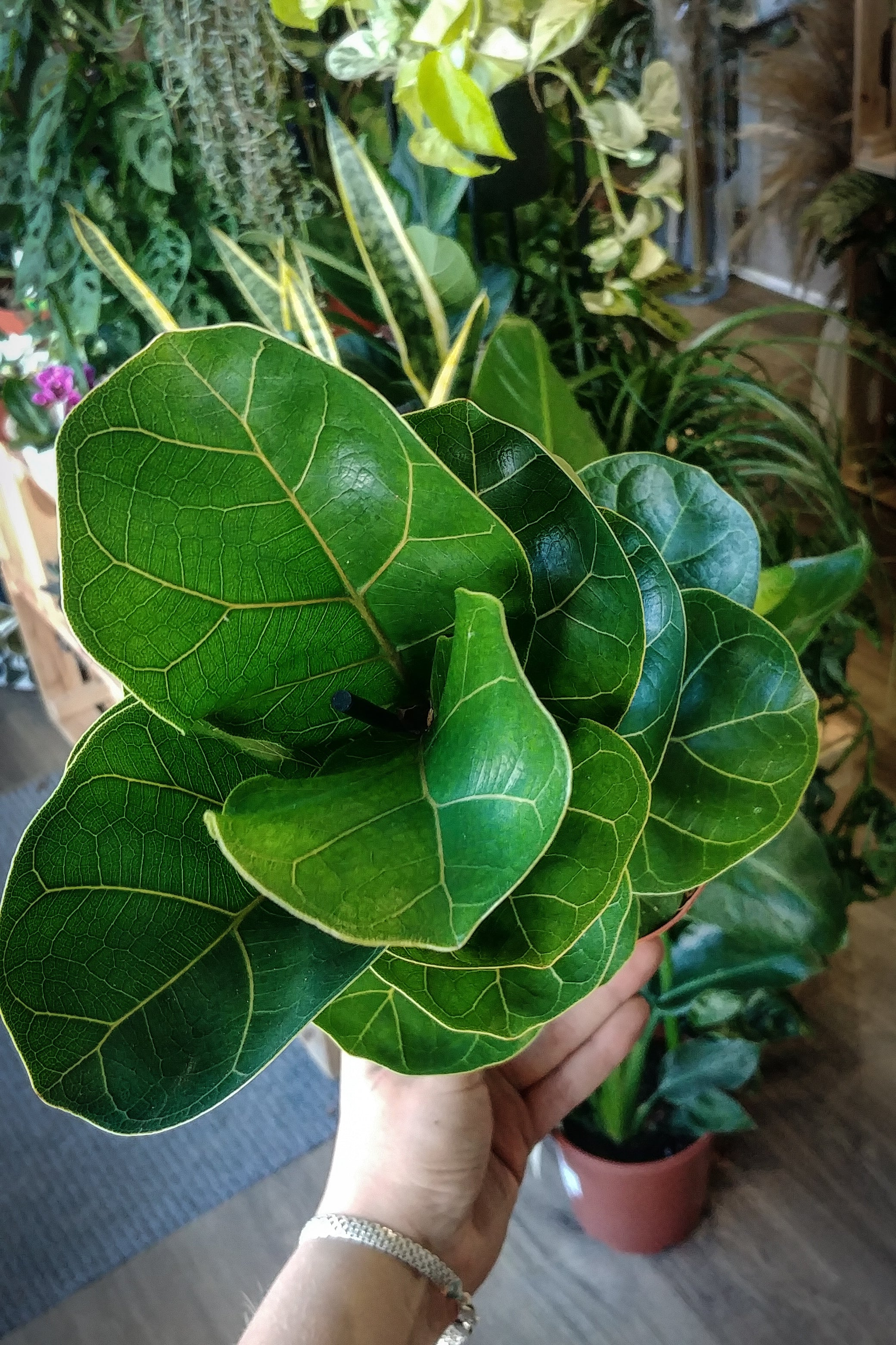 dwarf fiddle leaf fig Dwarf Fiddle Leaf Fig