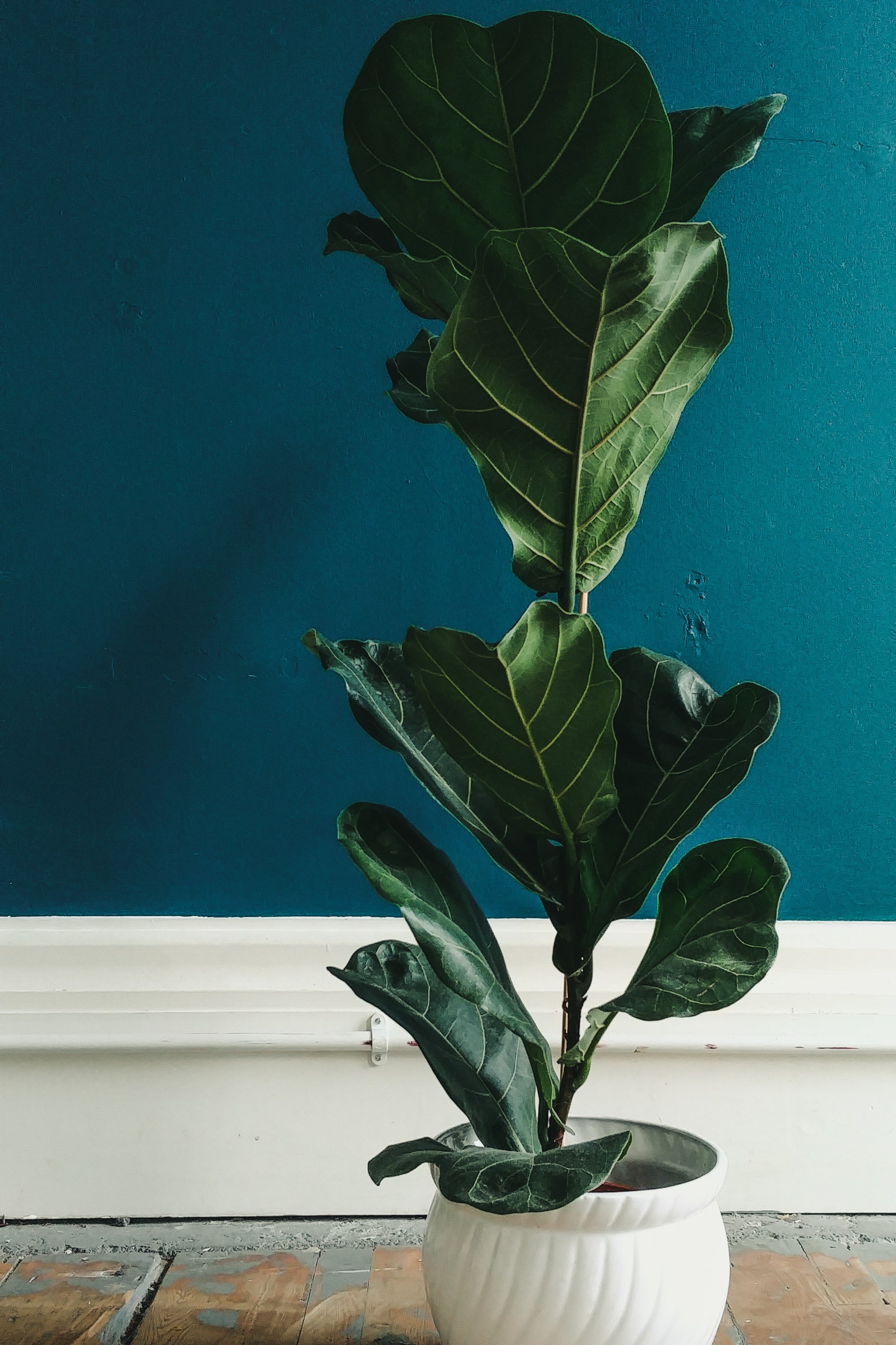 buy fiddle leaf fig tree uk Fiddle Leaf Fig 90cm