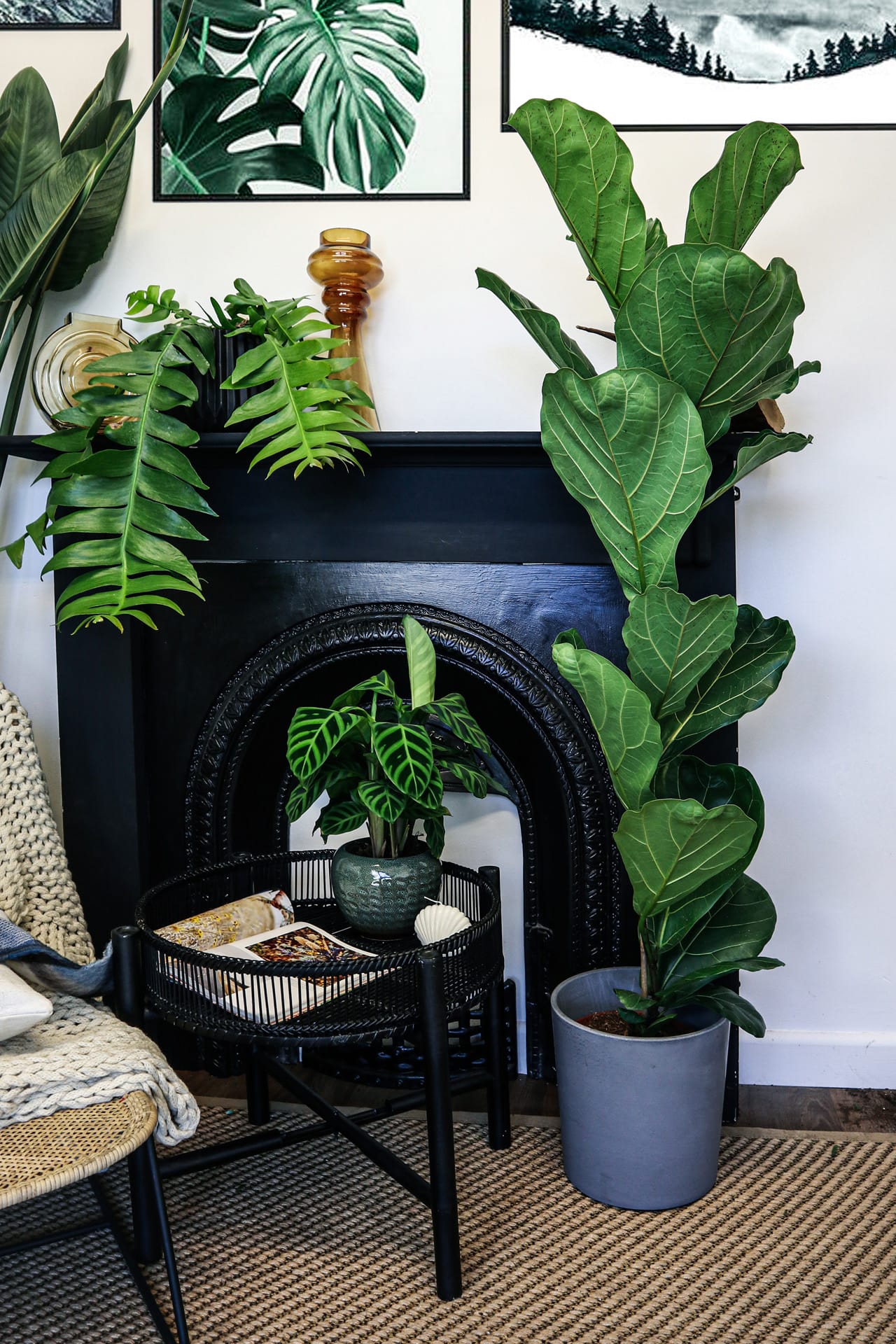 fiddle leaf fig uk Fiddle Leaf Fig 90cm