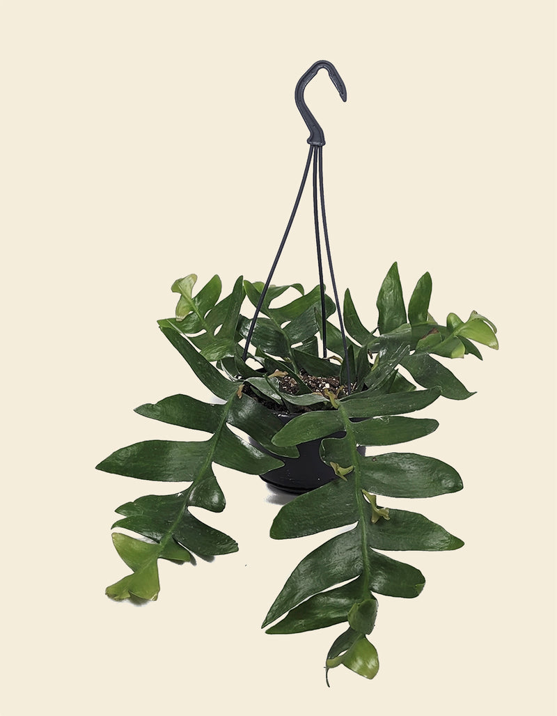 Fern-leaf Cactus
