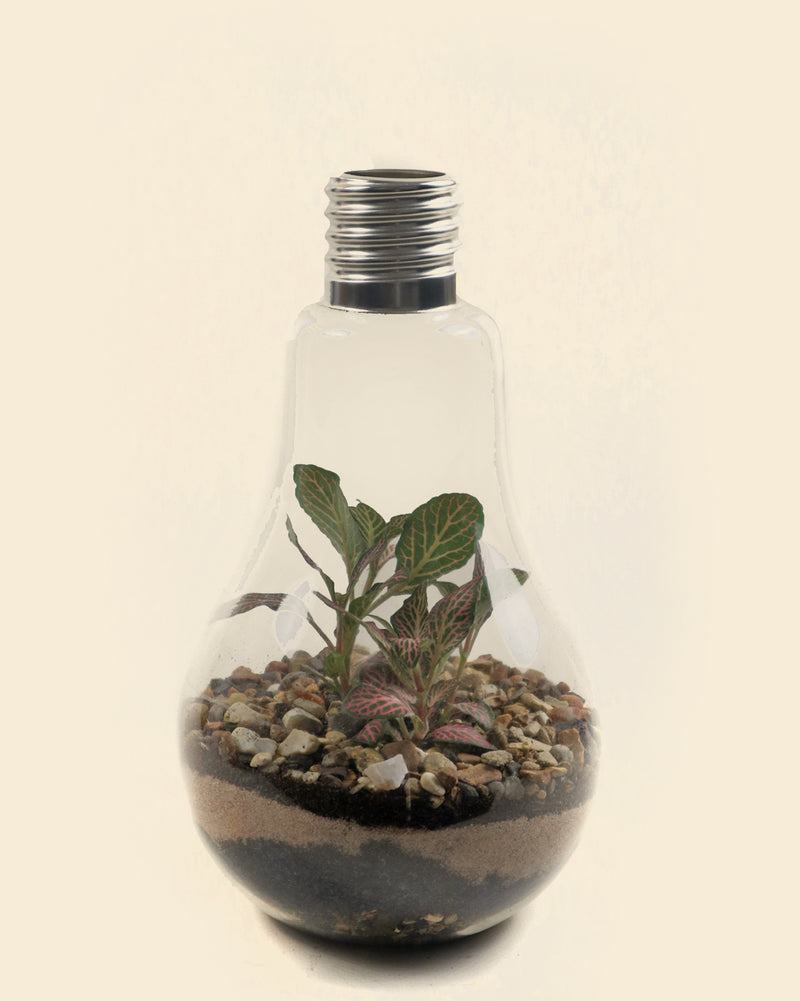 Light Bulb Terrarium
