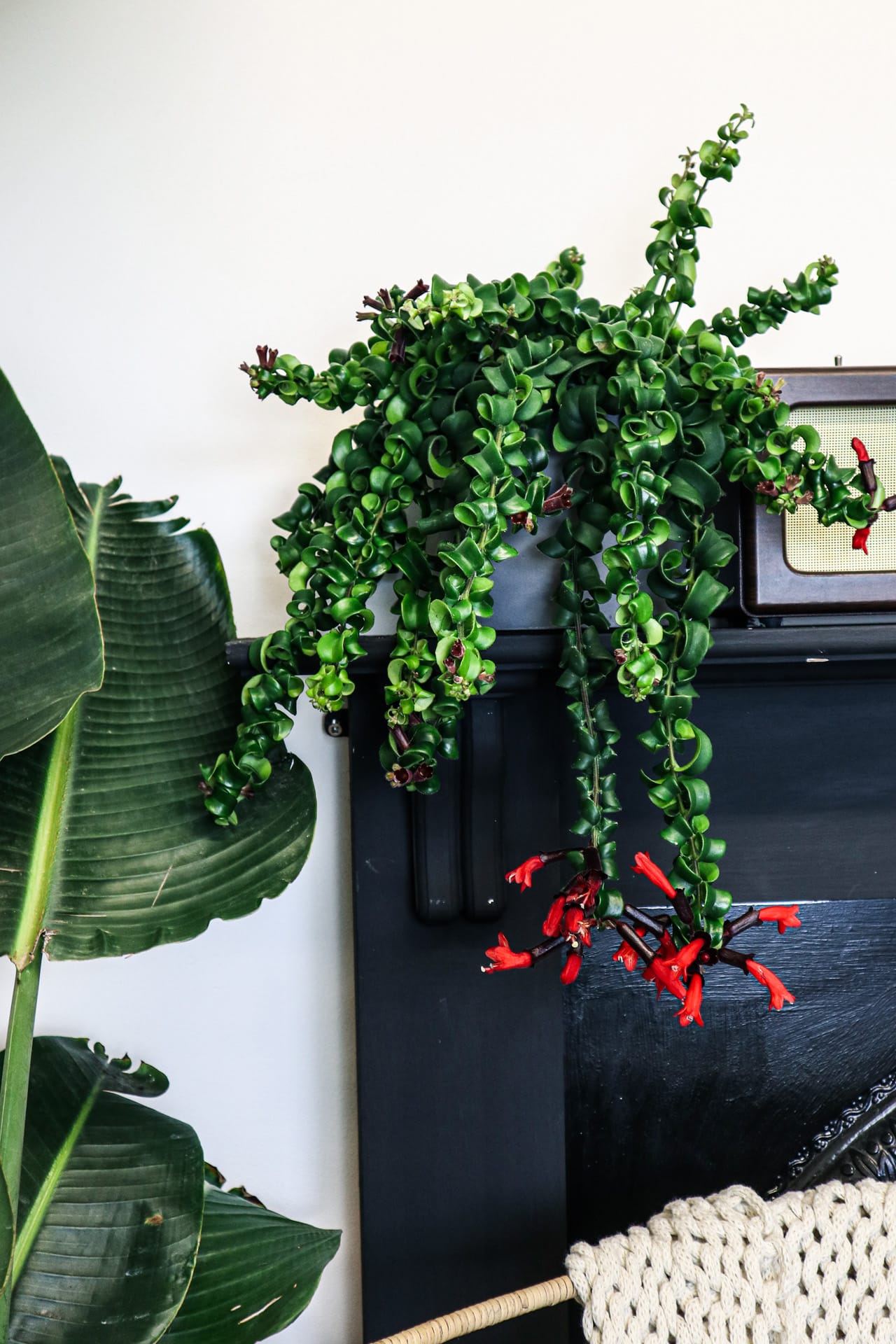 lipstick plant hanging Lipstick Plant