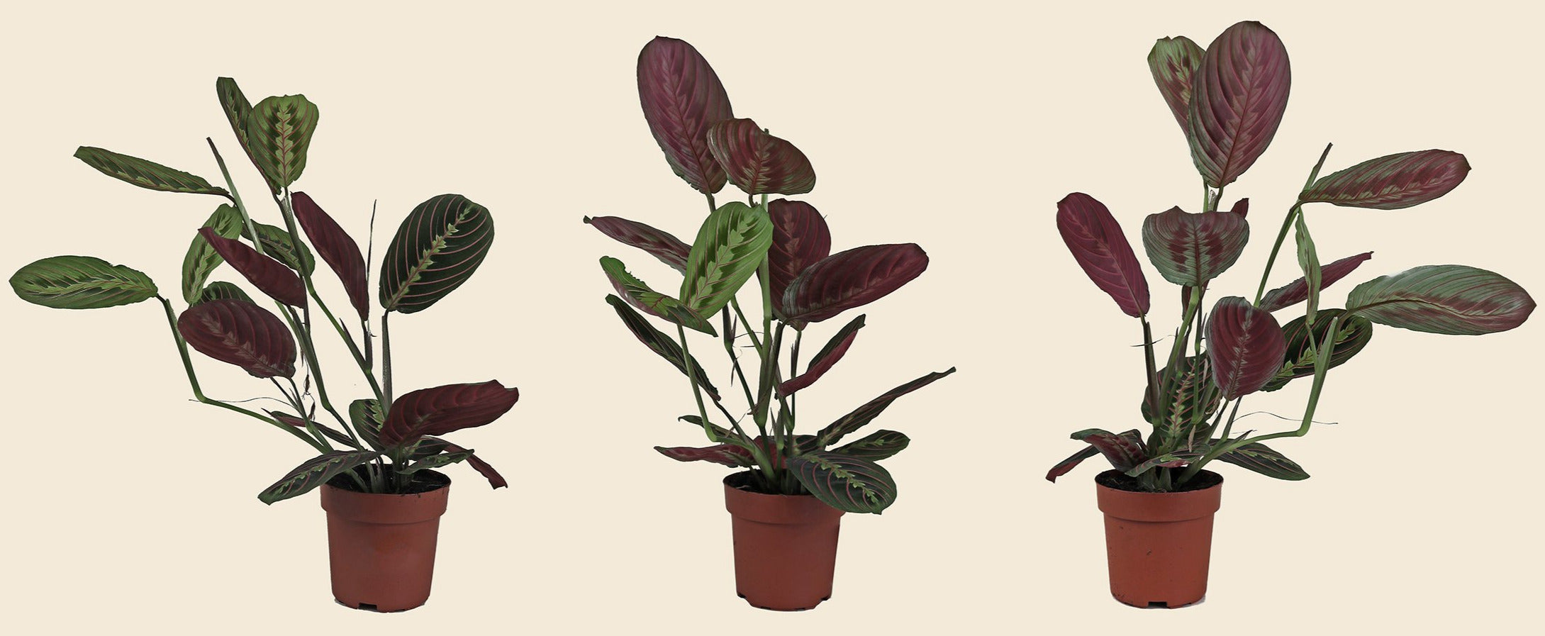wishbone prayer plant Maranta leuconeura var. 'Fascinator' 'Prayer Plant'