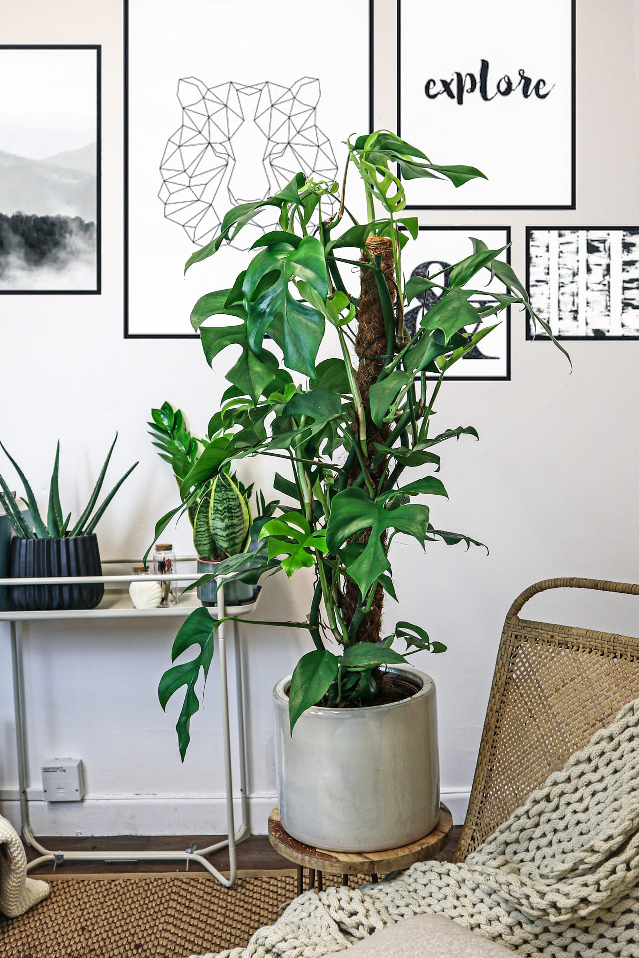 Mini Monstera