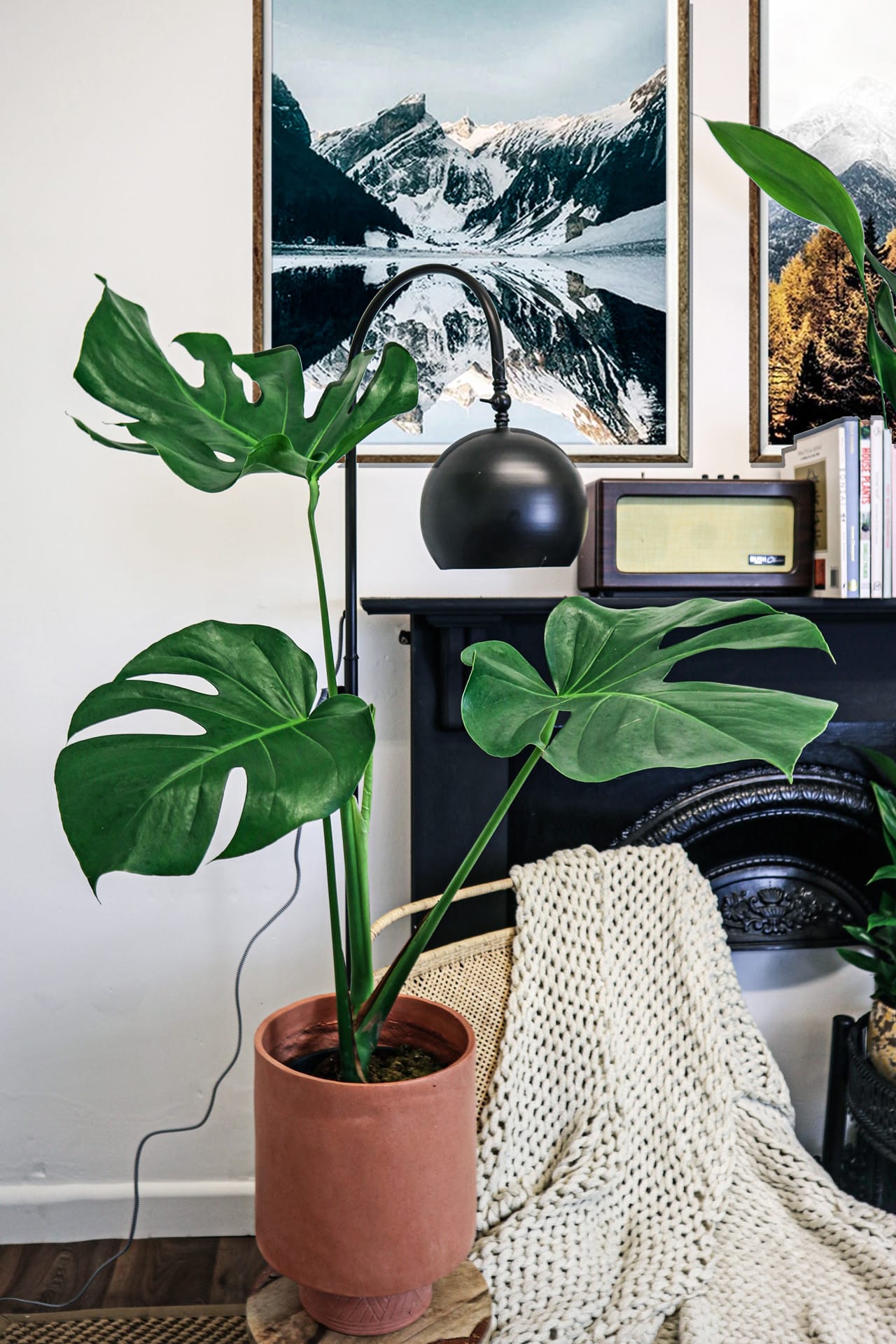 large monstera deliciosa uk Monstera Deliciosa