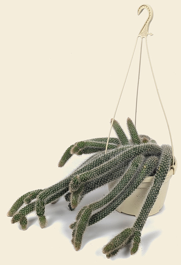 Monkey tail cactus