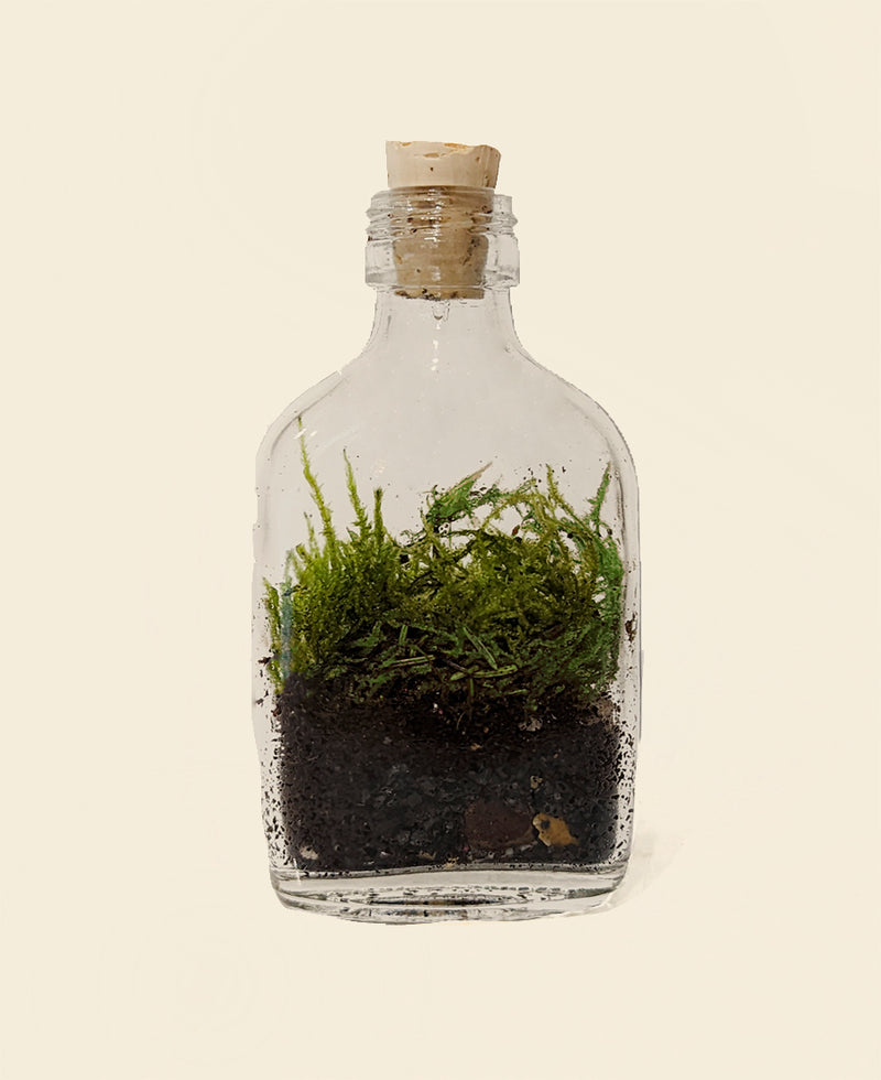 Bottle Mossarium