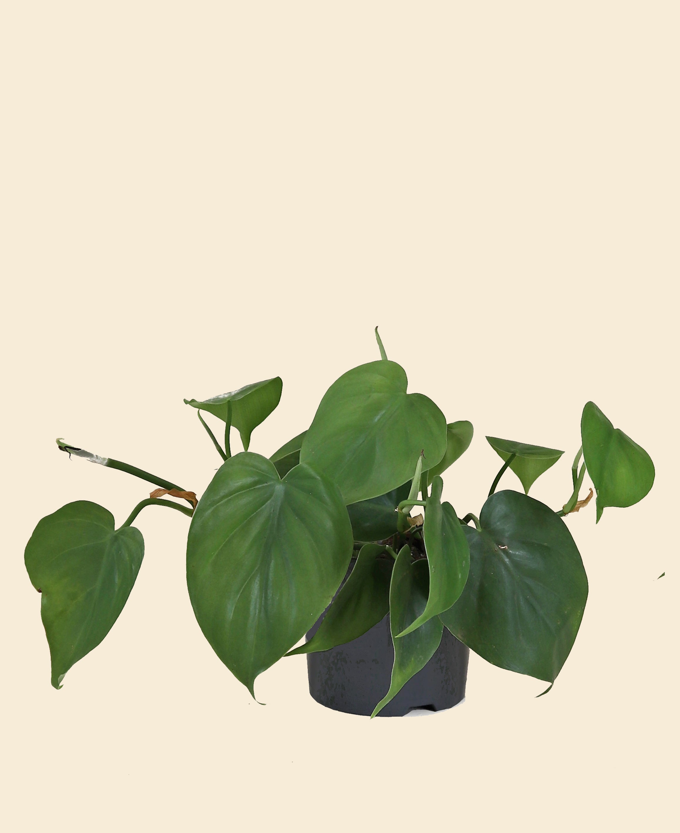 heart leaf philodendron uk Heart-leaf Philodendron