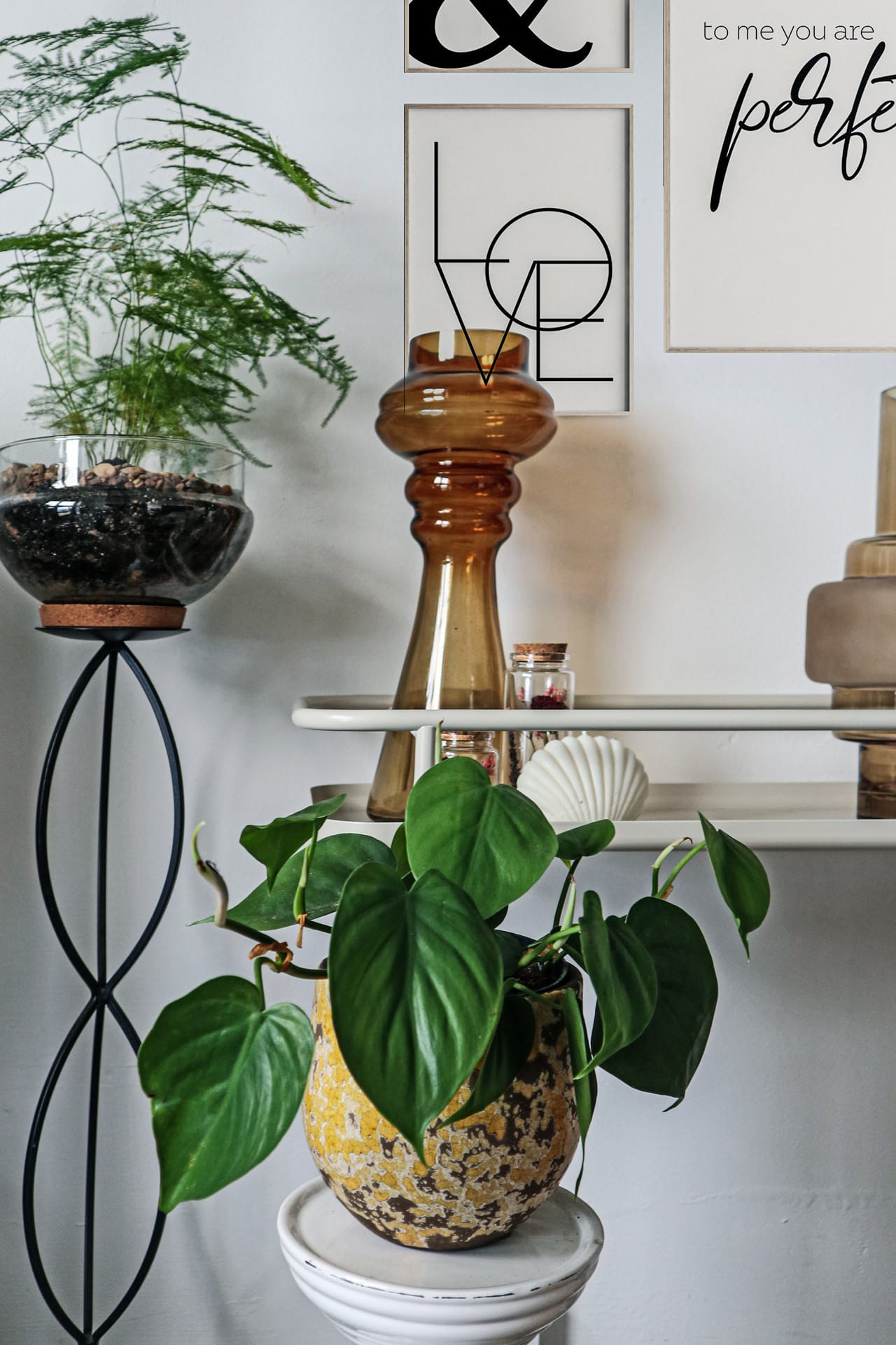buy philodendron scandens uk Philodendron Scandens Large