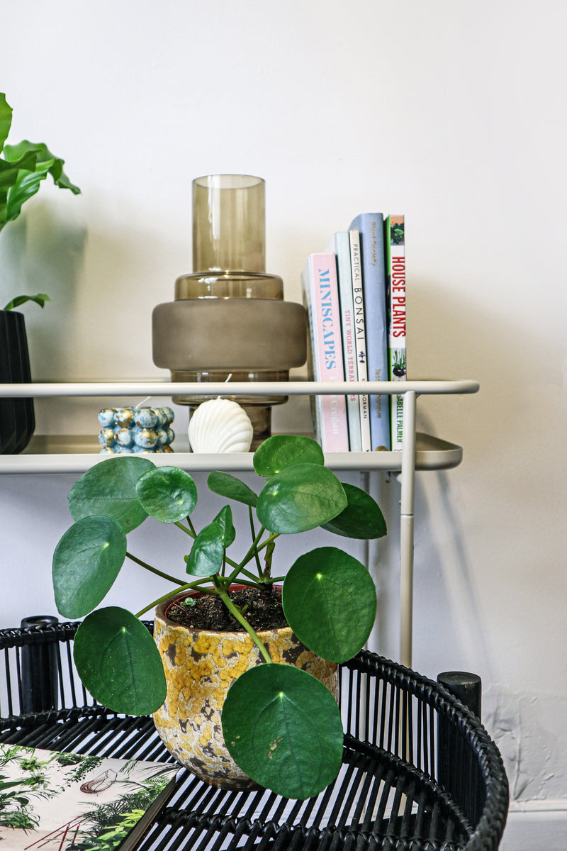 chinese money plant uk Chinese Money Plant