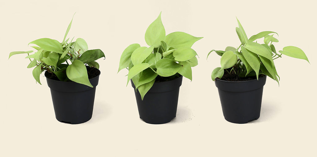 neon philodendron uk Philodendron Lemon Lime