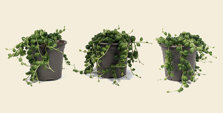 10 in plant pot Cylindrical Ceramic Pot, 10", White, 94-O  D'VINE DEV