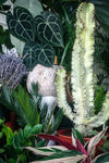 Euphorbia ingens ‘Variagata’